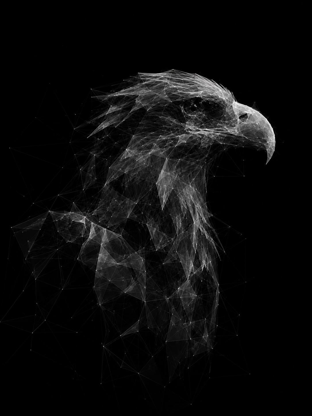 Portrait of a white tailed eagle